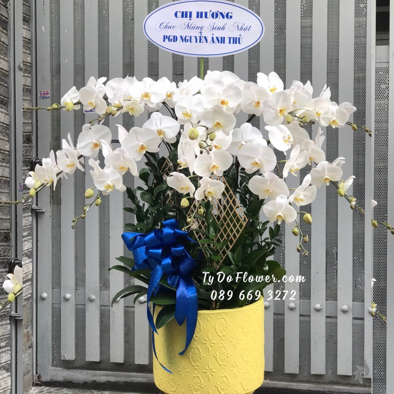 L0823905 CHẬU 10 CÀNH LAN HỒ ĐIỆP TRẮNG Hoa Chúc Mừng Sinh Nhật