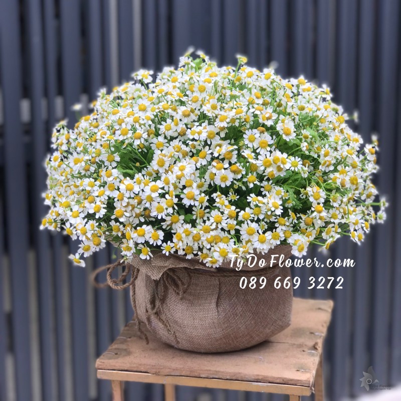 G0823930 GIỎ HOA CÚC TANA TRÒN ĐỀU CÁC MẶT Hoa Chúc Mừng