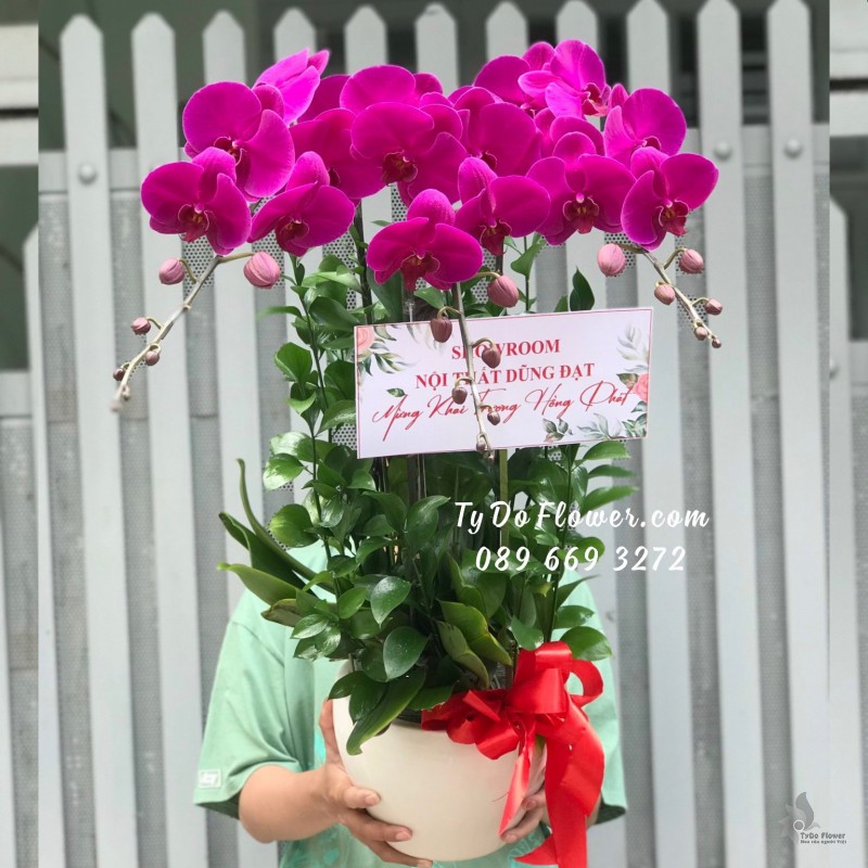 L0823943 CHẬU 3 CÀNH LAN HỒ ĐIỆP TÍM Hoa Chúc Mừng Khai Trương