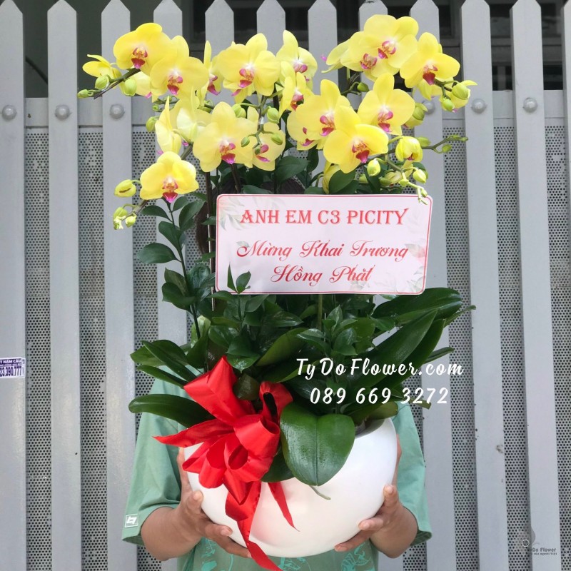 L0823944 CHẬU 5 CÀNH LAN HỒ ĐIỆP VÀNG Hoa Chúc Mừng Khai Trương