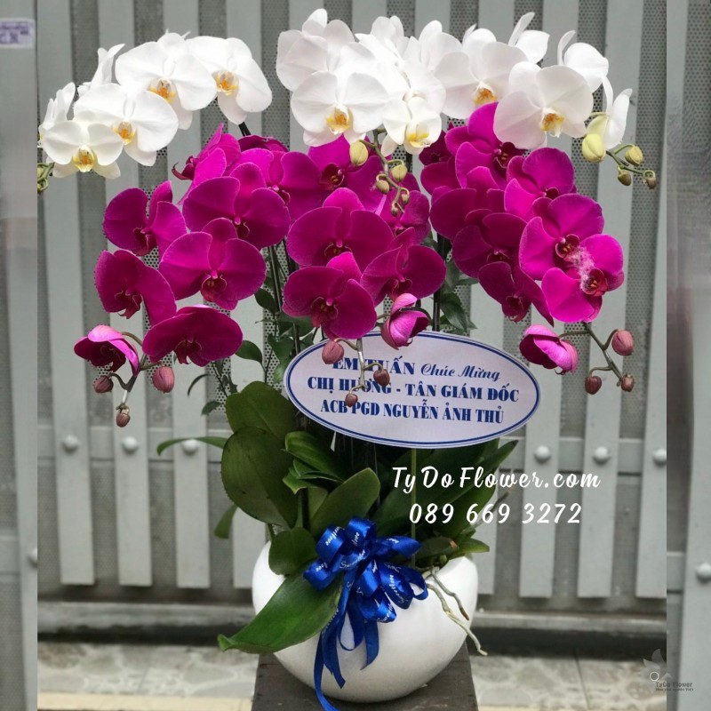 L0923961 CHẬU 6 CÀNH LAN HỒ ĐIỆP TRẮNG TÍM Hoa Chúc Mừng Tân Giám Đốc