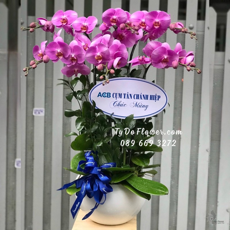 L0923963 CHẬU 6 CÀNH LAN HỒ ĐIỆP TÍM Hoa Chúc Mừng