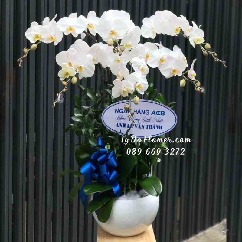 L0923962 CHẬU 6 CÀNH LAN HỒ ĐIỆP TRẮNG Hoa Chúc Mừng Sinh Nhật