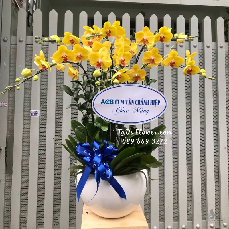 L0923964 CHẬU 6 CÀNH LAN HỒ ĐIỆP VÀNG Hoa Chúc Mừng