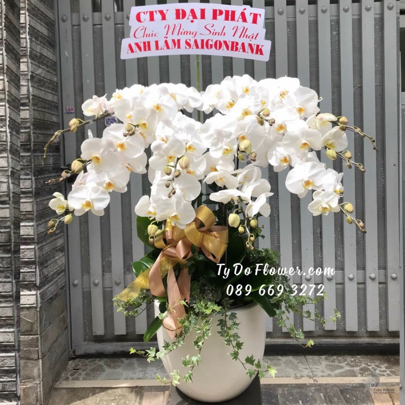 L0923965 CHẬU 12 CÀNH LAN HỒ ĐIỆP TRẮNG Hoa Chúc Mừng Sinh Nhật