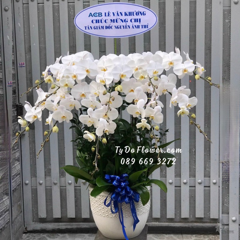 L0923966 CHẬU 10 CÀNH LAN HỒ ĐIỆP TRẮNG Hoa Chúc Mừng Tân Giám Đốc