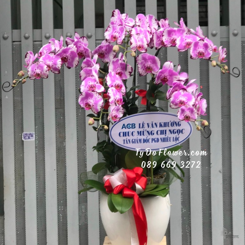 L09231011 CHẬU 5 CÀNH LAN HỒ ĐIỆP TÍM VÂN TRẮNG Hoa Chúc Mừng Tân Giám Đốc