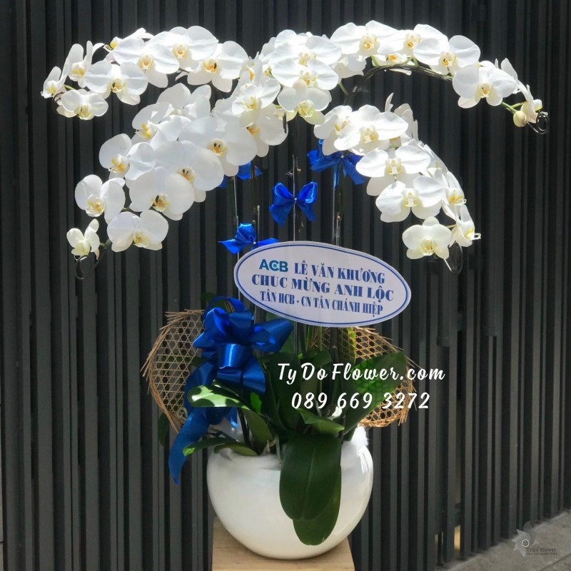 L09231029 CHẬU 5 CÀNH LAN HỒ ĐIỆP TRẮNG Hoa Chúc Mừng Tân Giám Đốc