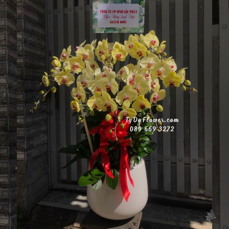 L10231057 CHẬU 8 CÀNH LAN HỒ ĐIỆP VÀNG Hoa Chúc Mừng Sinh Nhật Giám Đốc
