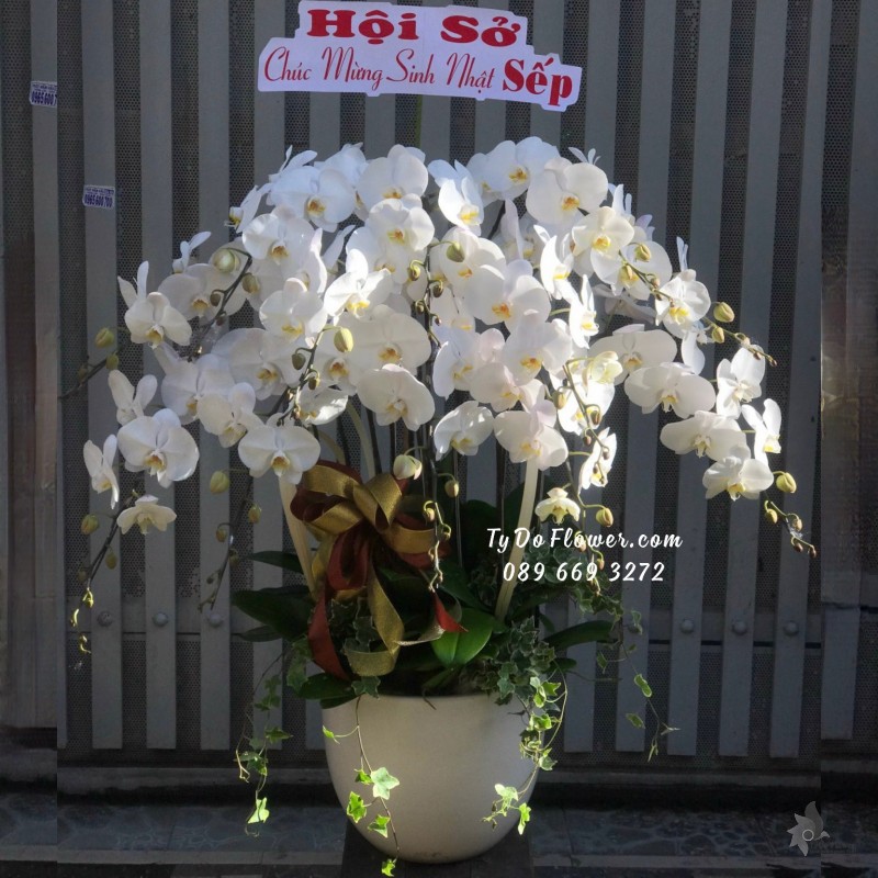 L10231058 CHẬU 12 CÀNH LAN HỒ ĐIỆP TRẮNG Hoa Chúc Mừng Sinh Nhật Sếp