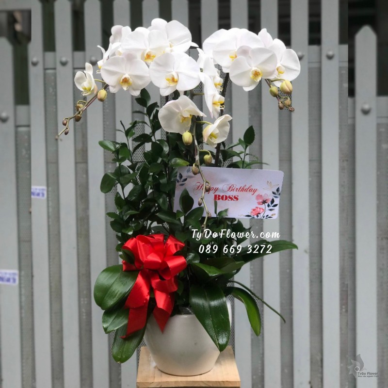 L10231094 CHẬU 03 CÀNH LAN HỒ ĐIỆP TRẮNG Hoa Chúc Mừng Sinh Nhật Boss