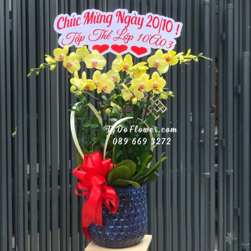 L102310100 CHẬU 05 CÀNH LAN HỒ ĐIỆP VÀNG Hoa Chúc Mừng