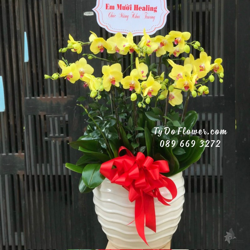 L11231104 CHẬU 08 CÀNH LAN HỒ ĐIỆP VÀNG Hoa Chúc Mừng Khai Trương