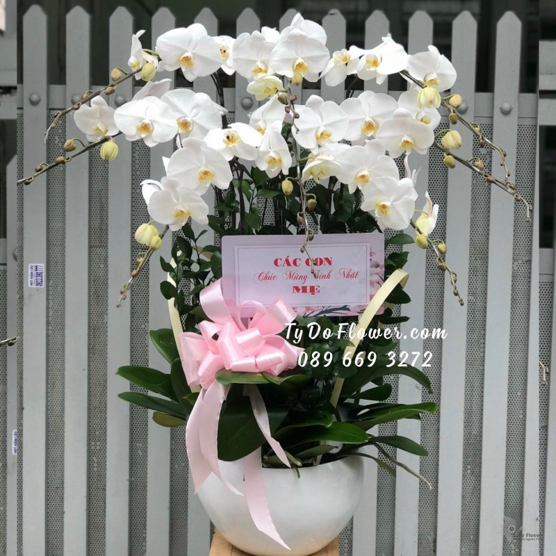 L11231133 CHẬU 07 CÀNH LAN HỒ ĐIỆP TRẮNG Hoa Chúc Mừng Sinh Nhật Mẹ