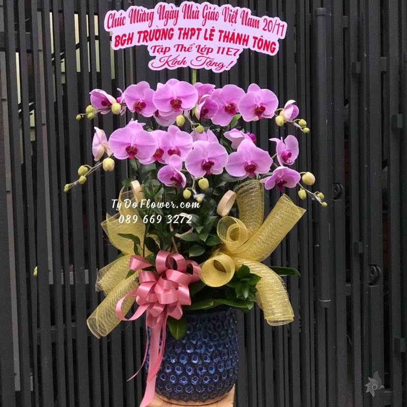 L11231141 CHẬU 06 CÀNH LAN HỒ ĐIỆP TÍM Hoa Chúc Mừng Ngày Nhà Giáo VN