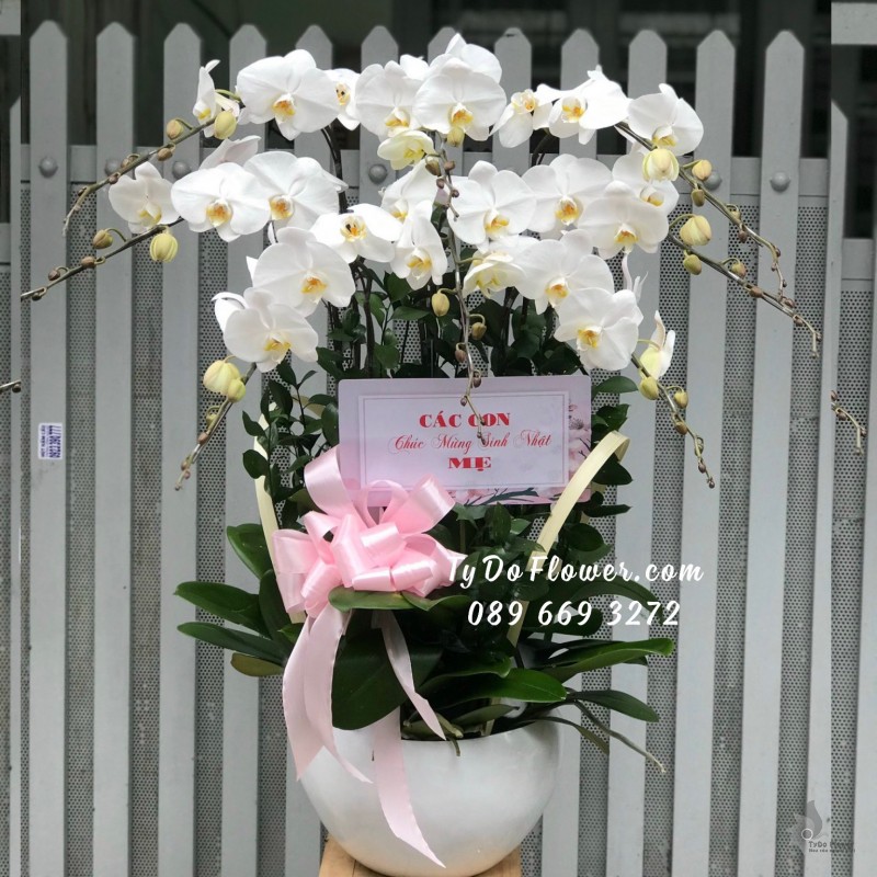 L11231149 CHẬU 07 CÀNH LAN HỒ ĐIỆP TRẮNG Hoa Chúc Mừng Sinh Nhật