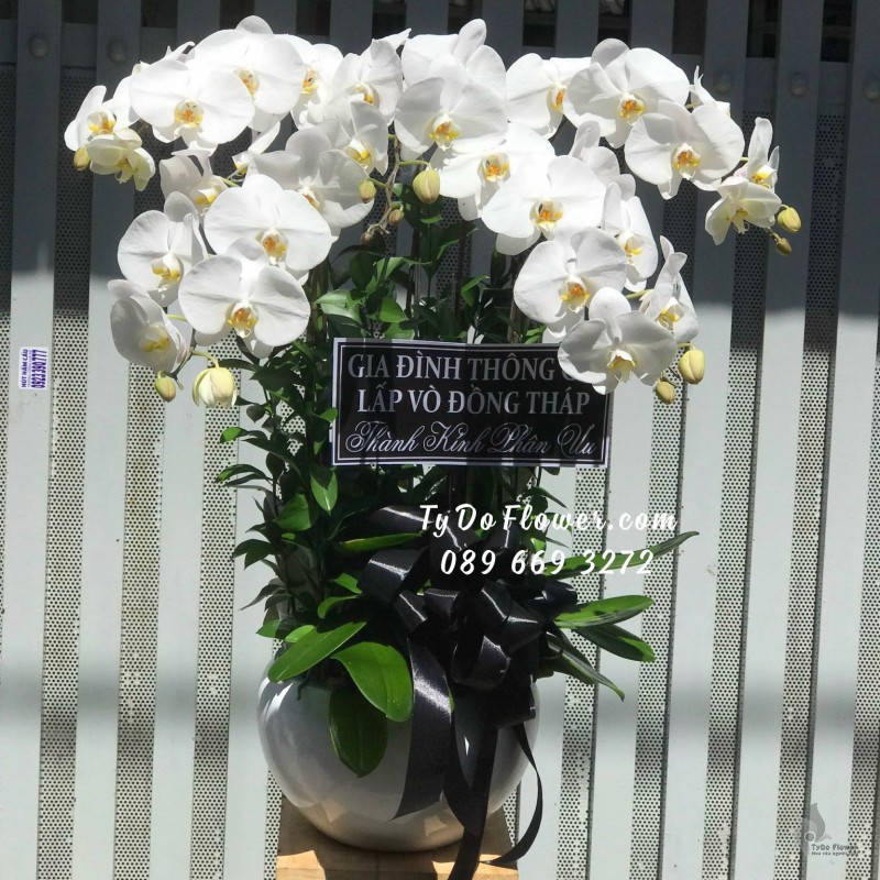L12231194 CHẬU 05 CÀNH LAN HỒ ĐIỆP TRẮNG Hoa Chia Buồn Thành Kính Phân Ưu