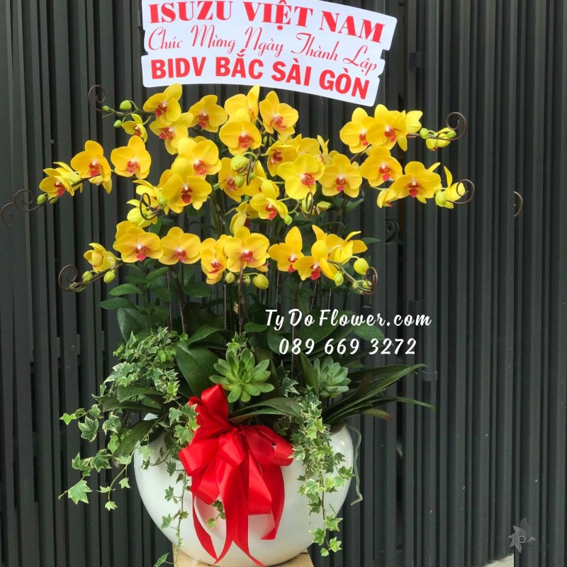 L12231204 CHẬU 10 CÀNH LAN HỒ ĐIỆP VÀNG Hoa Chúc Mừng Ngày Thành Lập