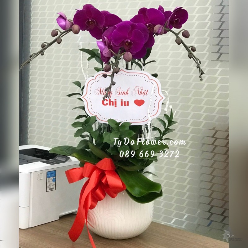 L12231208 CHẬU 03 CÀNH LAN HỒ ĐIỆP TÍM Hoa Chúc Mừng Sinh Nhật