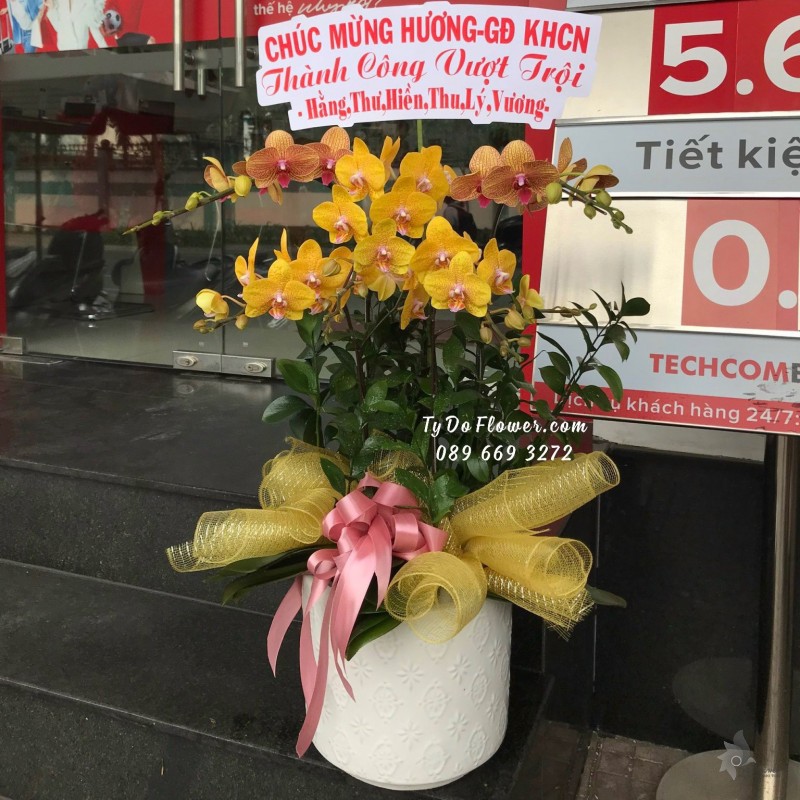 L12231212 CHẬU 5 CÀNH LAN HỒ ĐIỆP VÀNG Hoa Chúc Mừng Giám Đốc Thành Công Vượt Trội