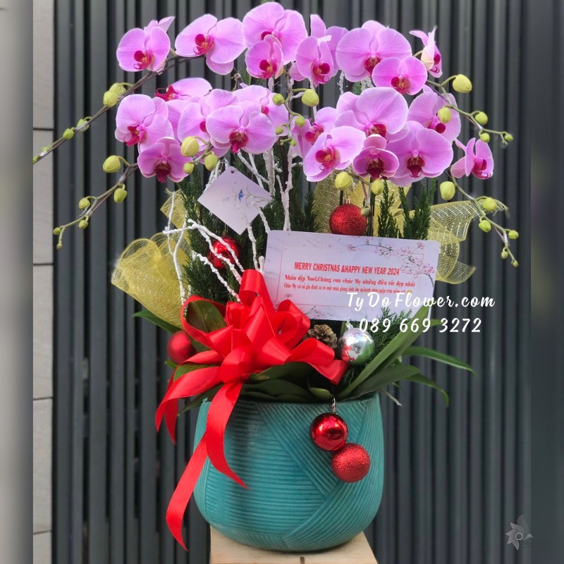 L12231221 CHẬU 7 CÀNH LAN HỒ ĐIỆP TÍM Hoa Chúc Mừng Mẹ dịp Giáng Sinh, Năm Mới, Merry Christmas Happy New Year