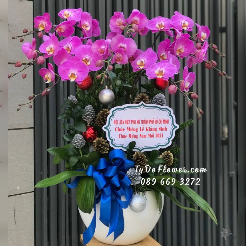 L12231239 CHẬU 8 CÀNH LAN HỒ ĐIỆP TÍM Hoa Chúc Mừng Lễ Giáng Sinh, Năm Mới