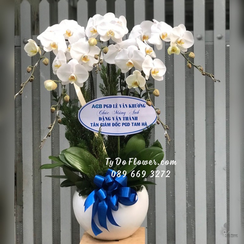 L01241267 CHẬU 5 CÀNH LAN HỒ ĐIỆP TRẮNG Hoa Chúc Mừng Tân Giám Đốc