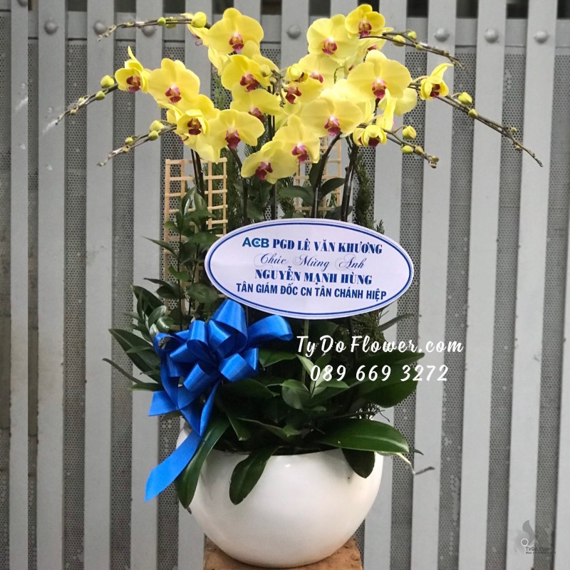 L01241268 CHẬU 7 CÀNH LAN HỒ ĐIỆP VÀNG Hoa Chúc Mừng Tân Giám Đốc