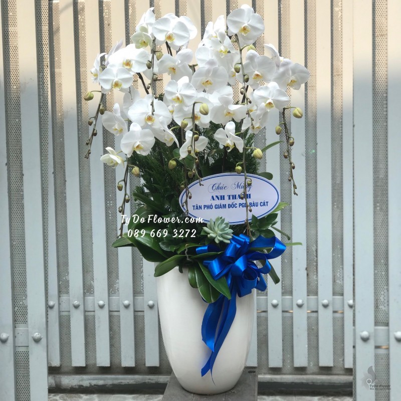 L01241275 CHẬU 9 CÀNH LAN HỒ ĐIỆP TRẮNG Hoa Chúc Mừng Tân Phó Giám Đốc