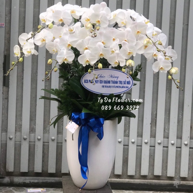 L01241283 CHẬU 9 CÀNH LAN HỒ ĐIỆP TRẮNG Hoa Chúc Mừng Khánh Thành Trụ Sở Mới
