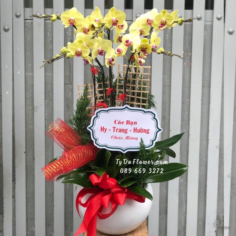 L01241293 CHẬU 5 CÀNH LAN HỒ ĐIỆP VÀNG Hoa Chúc Mừng