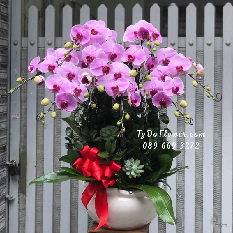 L01241311 CHẬU 9 CÀNH LAN HỒ ĐIỆP TÍM Hoa Chúc Mừng