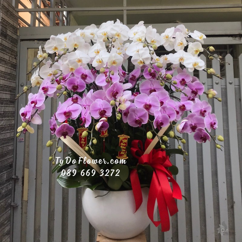 L01241327 CHẬU 20 CÀNH LAN HỒ ĐIỆP TRẮNG TÍM Hoa Chúc Mừng Năm Mới thiết kế chủ đề Tết