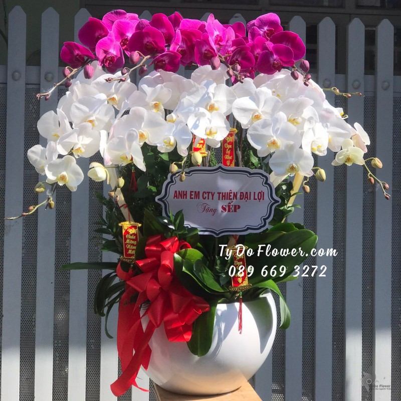 L02241341 CHẬU 09 CÀNH LAN HỒ ĐIỆP TRẮNG TÍM Hoa Chúc Mừng Năm Mới Sếp thiết kế chủ đề Tết