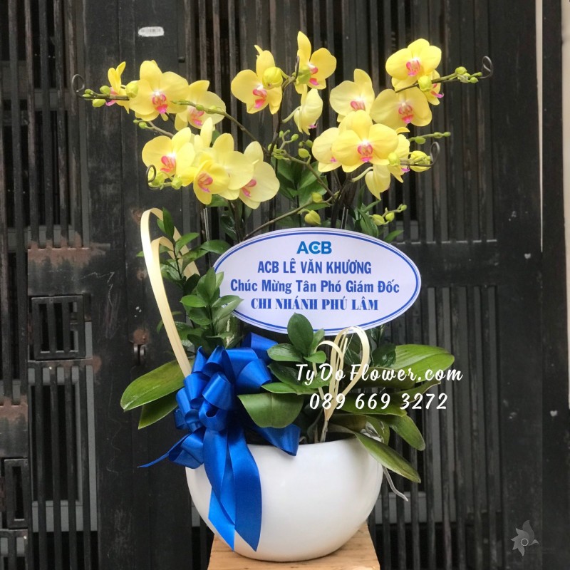 L02241348 CHẬU 05 CÀNH LAN HỒ ĐIỆP VÀNG Hoa Chúc Mừng Tân Phó Giám Đốc