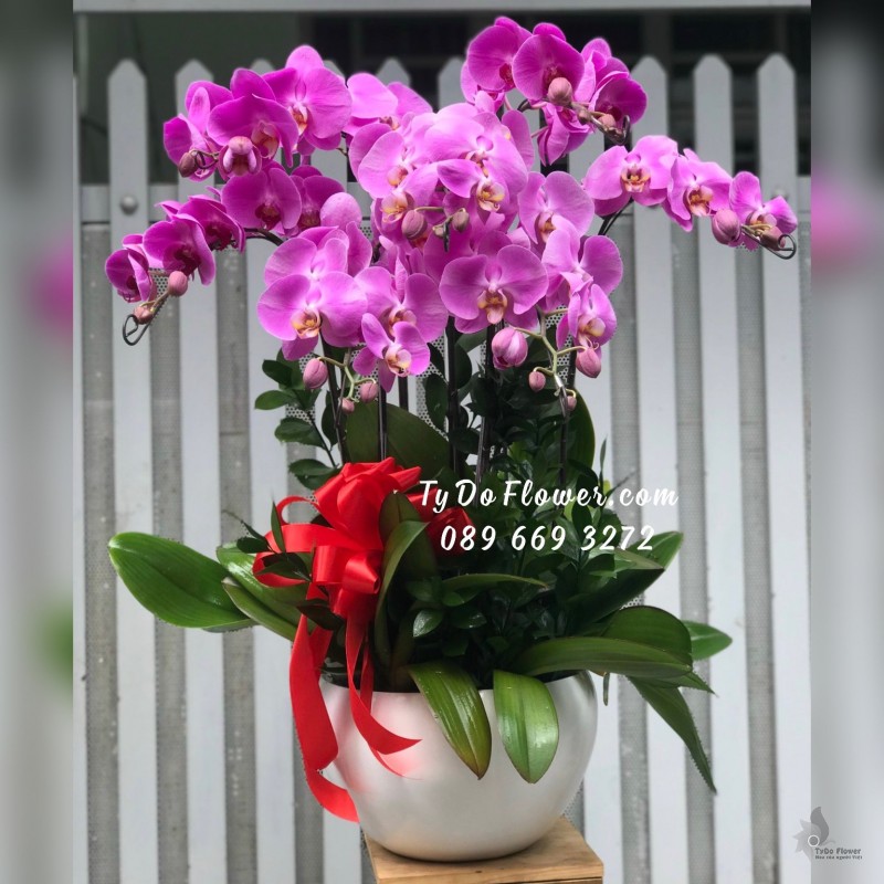 L02241351 CHẬU 07 CÀNH LAN HỒ ĐIỆP TÍM HỒNG Hoa Chúc Mừng