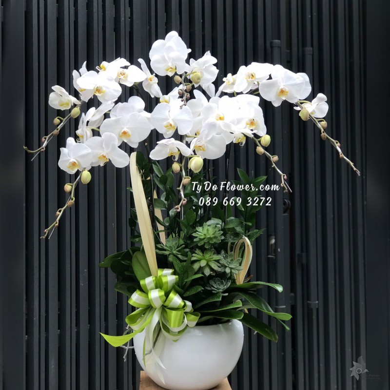 L02241354 CHẬU 06 CÀNH LAN HỒ ĐIỆP TRẮNG Hoa Chúc Mừng