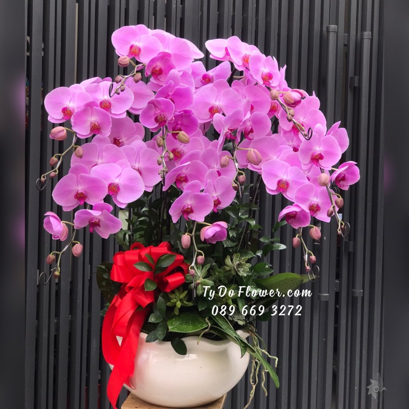 L02241359 CHẬU 09 CÀNH LAN HỒ ĐIỆP TÍM HỒNG Hoa Chúc Mừng