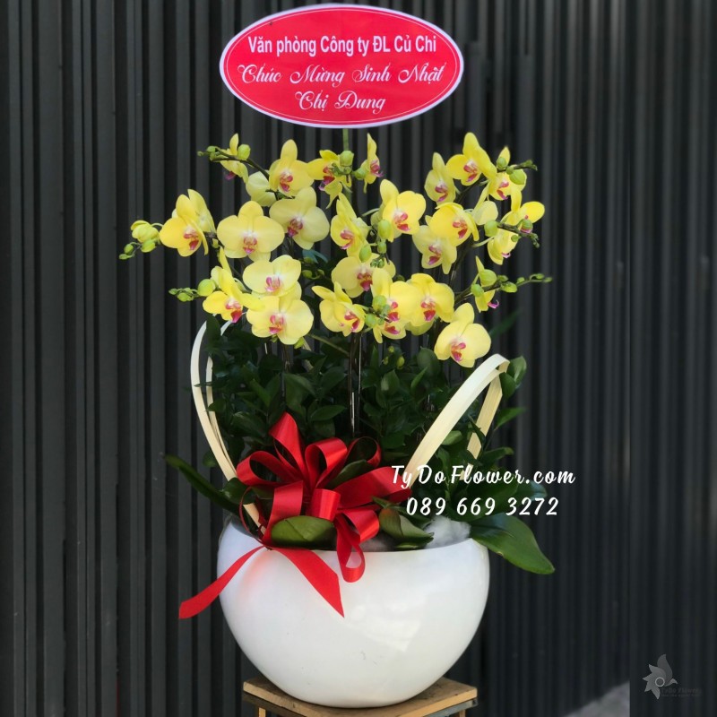 L02241360 CHẬU 09 CÀNH LAN HỒ ĐIỆP VÀNG Hoa Chúc Mừng Sinh Nhật