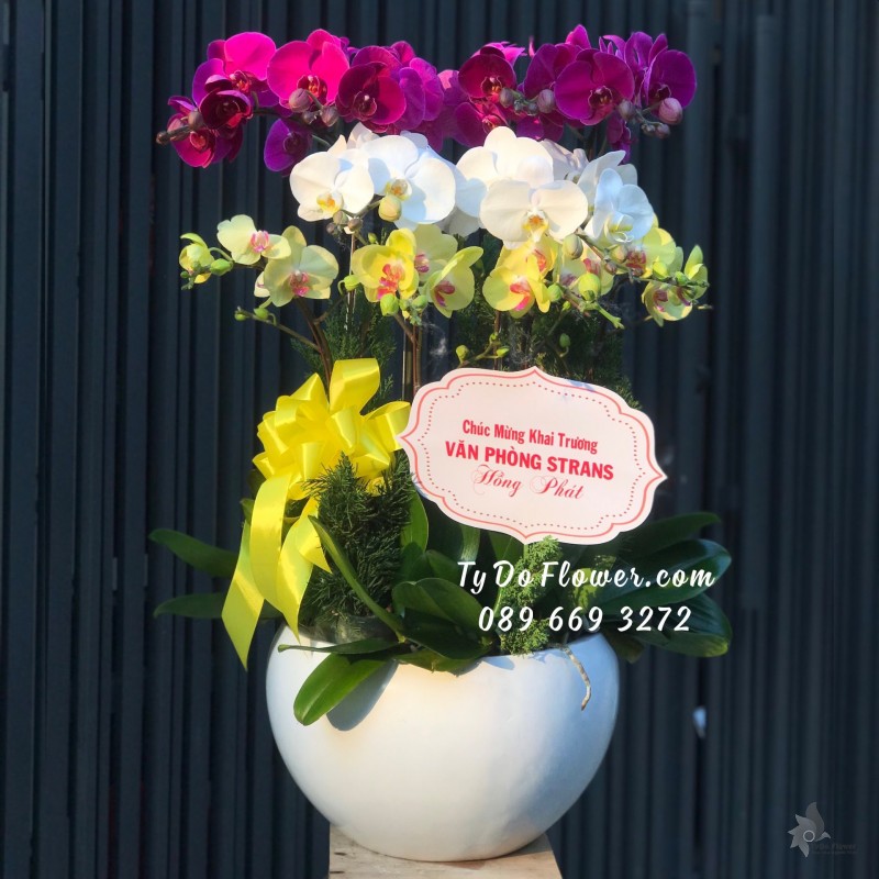 L02241378 CHẬU 10 CÀNH LAN HỒ ĐIỆP Thiết Kế 3 tầng 3 màu Tím Trắng Vàng, Hoa Chúc Mừng Khai Trương