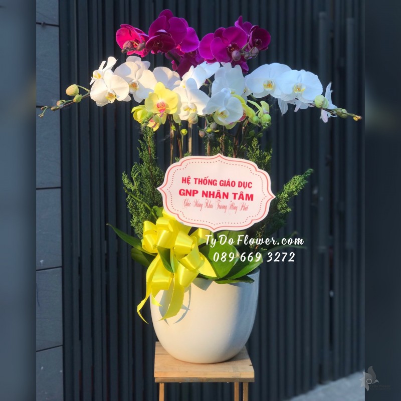 L02241379 CHẬU 7 CÀNH LAN HỒ ĐIỆP Thiết Kế 3 tầng 3 màu Tím Trắng Vàng, Hoa Chúc Mừng Khai Trương Hồng Phát