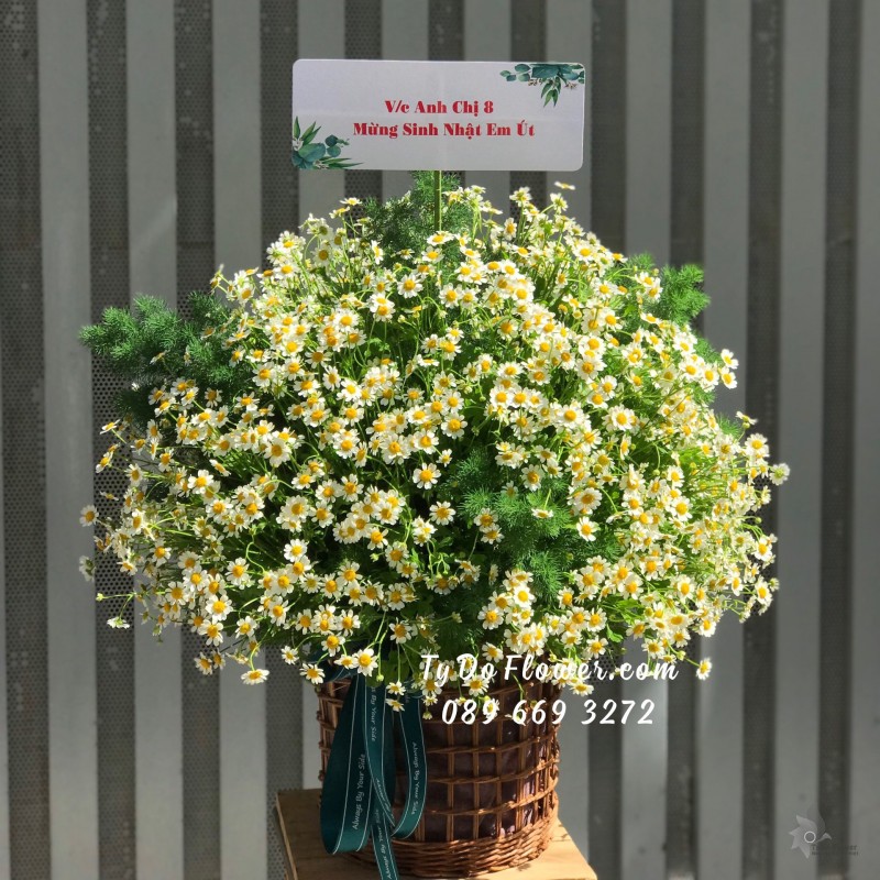 G03241388 GIỎ HOA CHÚC MỪNG SINH NHẬT EM ÚT thiết kế giỏ hoa Cúc Tana, tròn đều các mặt