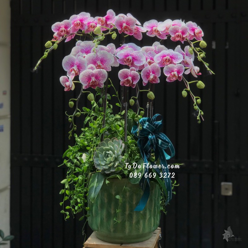 L03241447 CHẬU 6 CÀNH LAN HỒ ĐIỆP CHẤM HỒNG Thiết Kế Hoa Sen Đá, Cây Đô La Leo