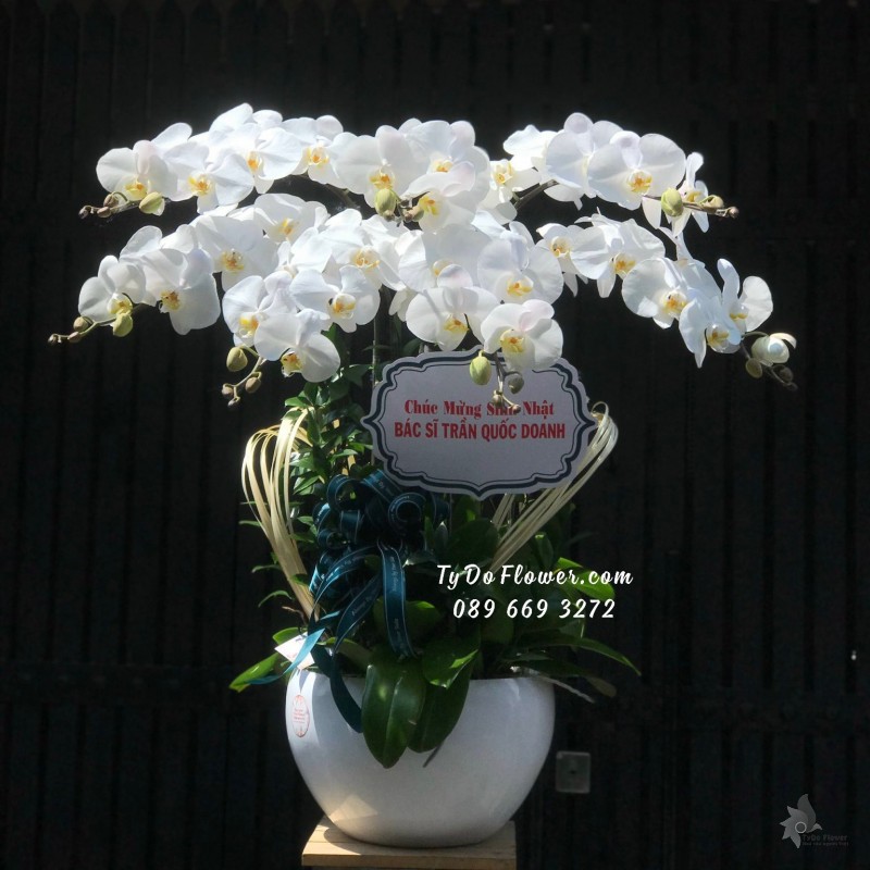 L03241457 CHẬU 7 CÀNH LAN HỒ ĐIỆP TRẮNG