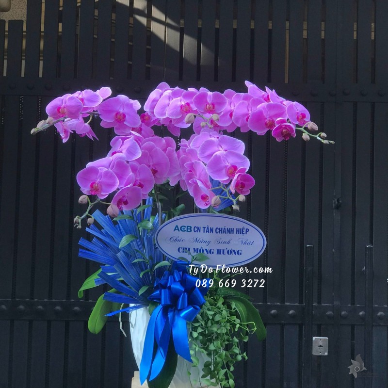 L03241458 CHẬU 5 CÀNH LAN HỒ ĐIỆP TÍM HỒNG