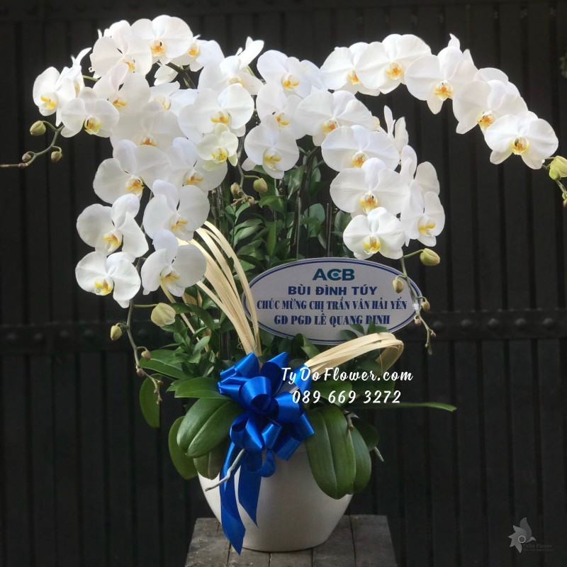 L03241468 CHẬU 5 CÀNH LAN HỒ ĐIỆP TRẮNG