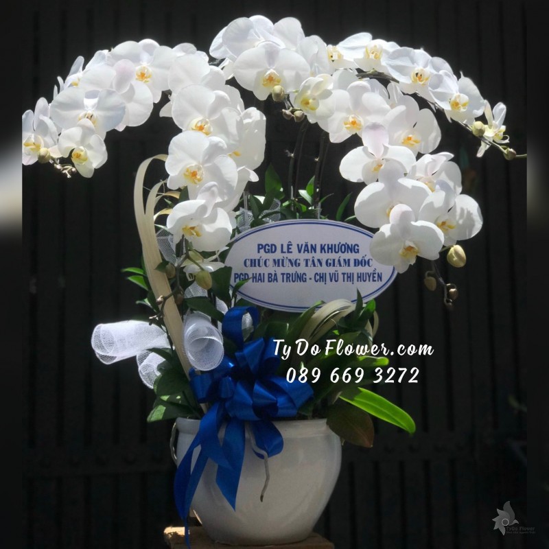 L03241469 CHẬU 5 CÀNH LAN HỒ ĐIỆP TRẮNG Hoa Chúc Mừng Tân Giám Đốc