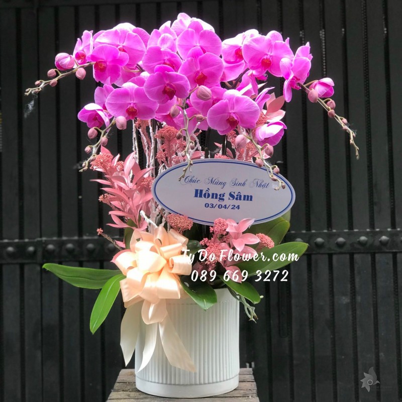 L04241490 CHẬU 5 CÀNH LAN HỒ ĐIỆP TÍM HỒNG