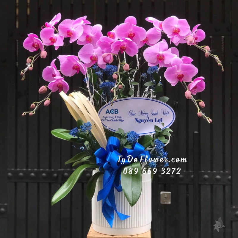 L04241498 CHẬU 5 CÀNH LAN HỒ ĐIỆP TÍM HỒNG