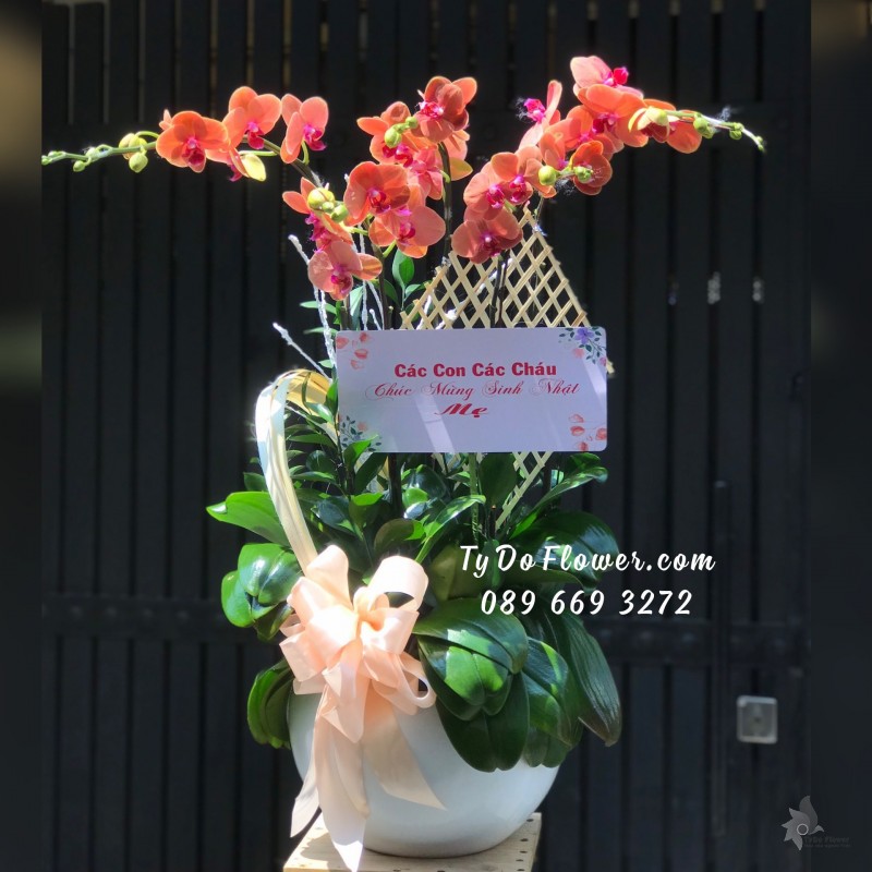 L04241506 CHẬU 5 CÀNH LAN HỒ ĐIỆP ĐỎ CAM